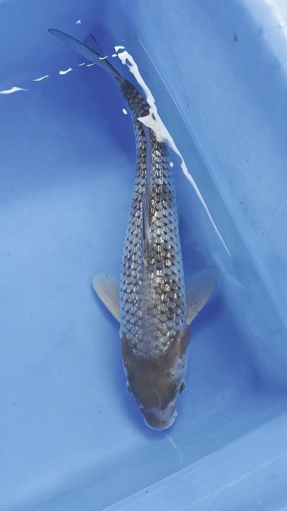 Thumbnail: Ginrin Ochiba - 43cm - Nisai