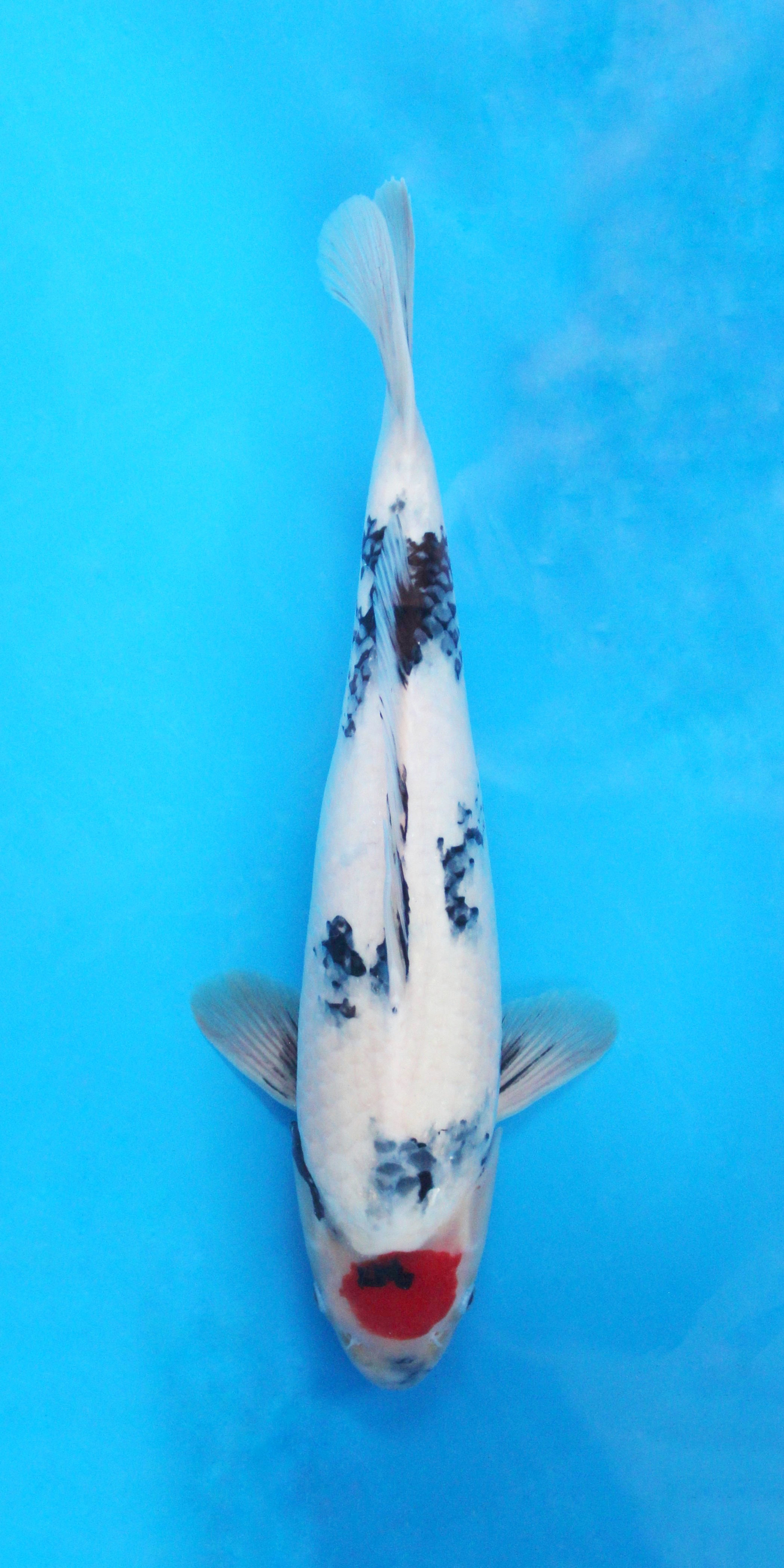 Tancho Showa - 46cm - Nisai