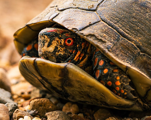 turt1.jpg