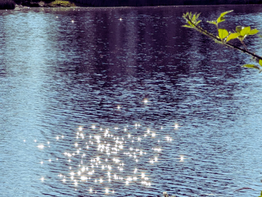 Sunlight sparkles on a calm river with ripples. A branch with green leaves is on the right. Grassy bank in the background. Tranquil mood.