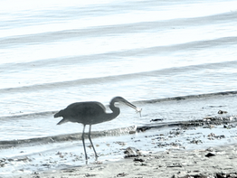 A heron holding a fish stands on a wet sandy shore. The background has gentle ocean waves. The image appears in a monochrome, muted tone.