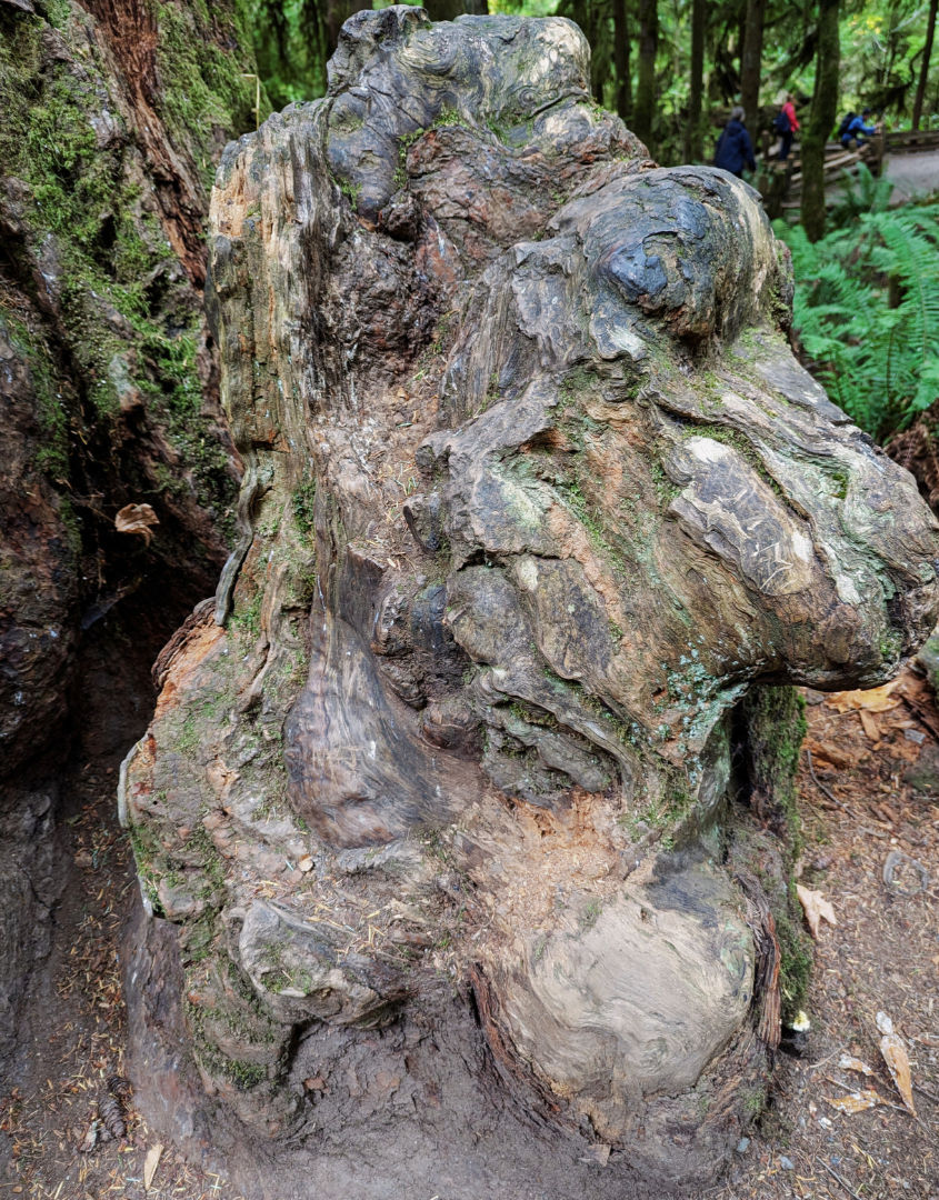 A tree node that looked like a sculpture.