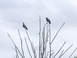 Thoughts on the Pigeon and the Crow