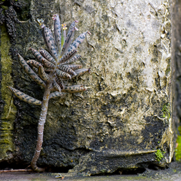 A plant called Mother of Millions is growing up out of a hole underneath a large rock.