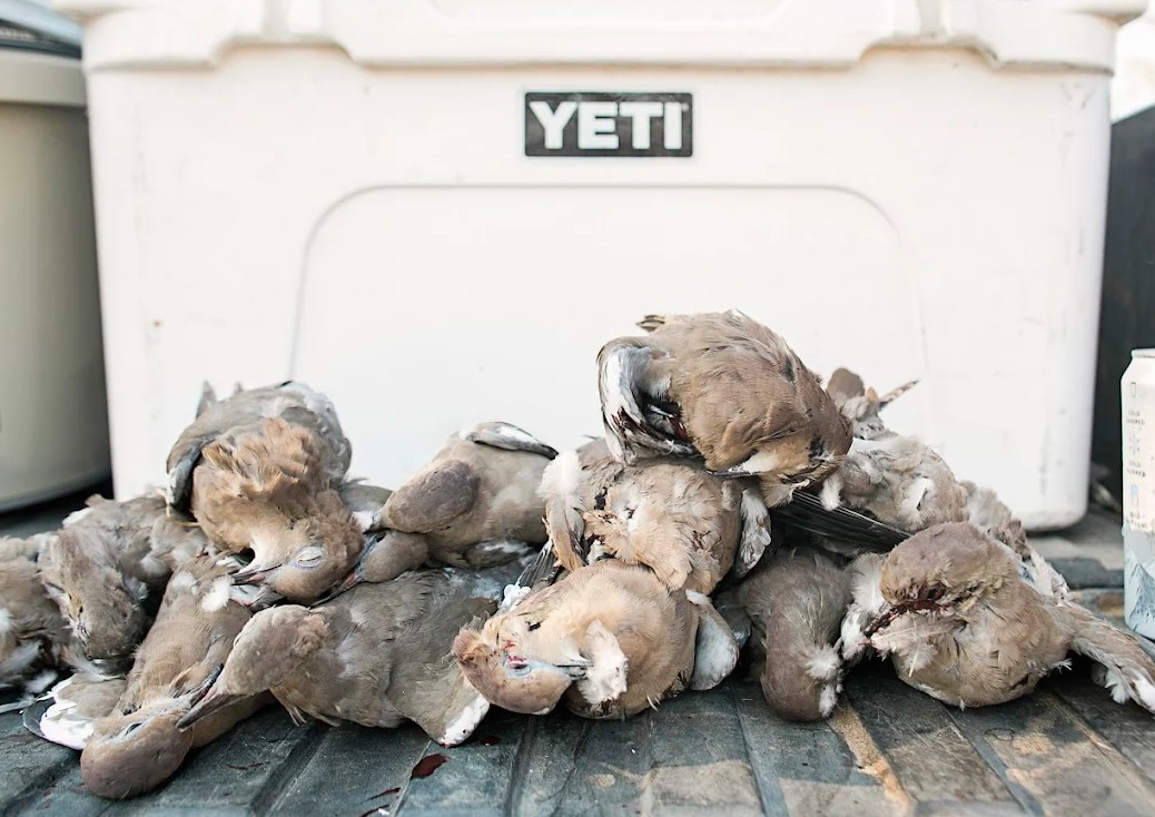 Bader Ranch Texas Dove Hunts
