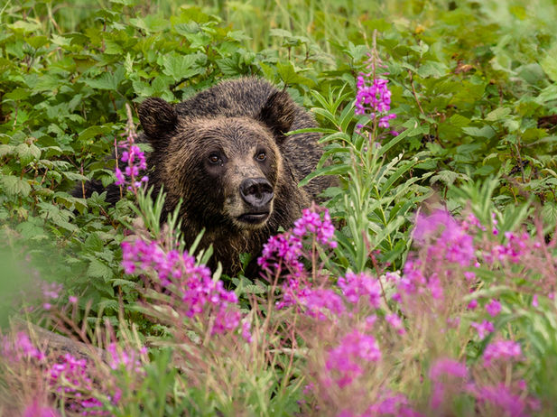 Grizzly bear photographed in Yellowstone National Park