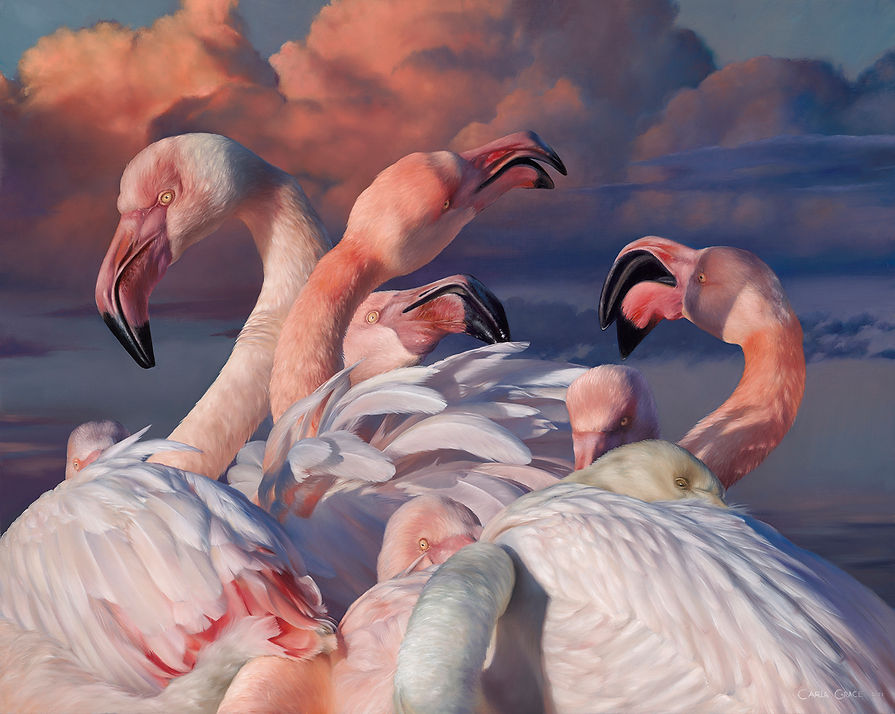 Flamingos.jpg