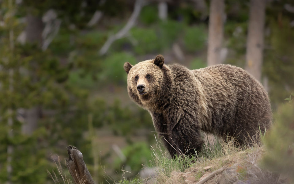 Grizzly bear in Yellowstone National Park