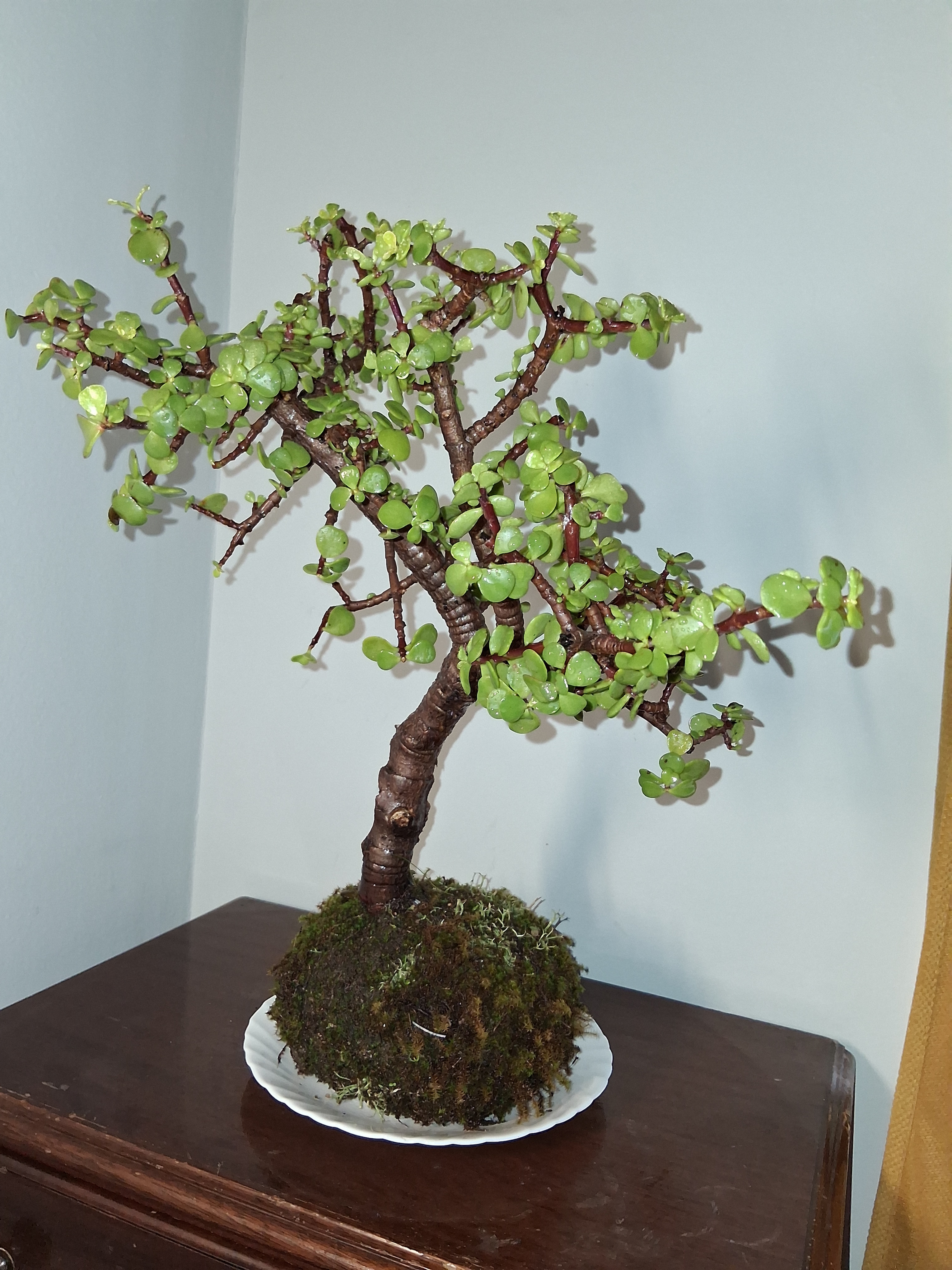 Kokedama mini árvore 