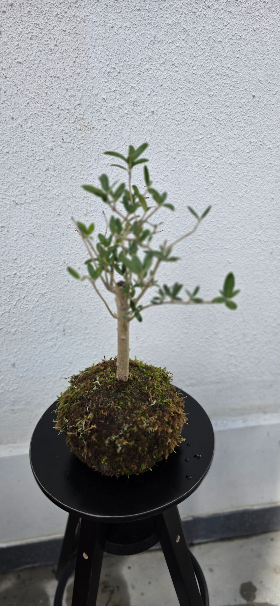 Miniatura: Kokedama Oliveira 