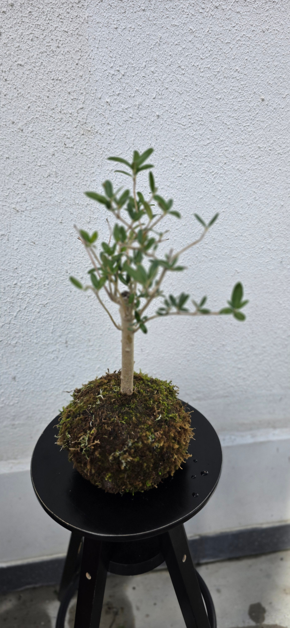 Miniatura: Kokedama Oliveira 