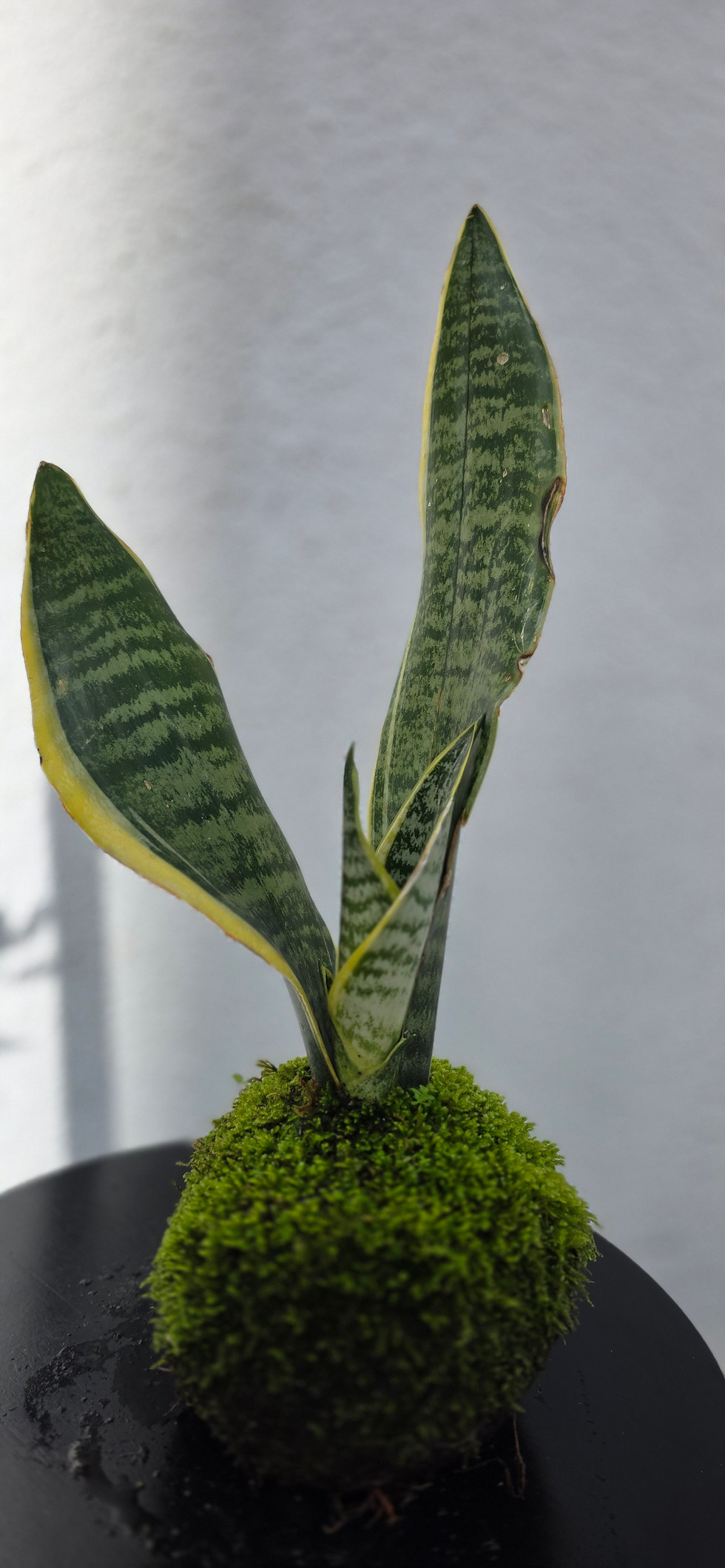 Miniatura: Kokedama Espada de São Jorge 