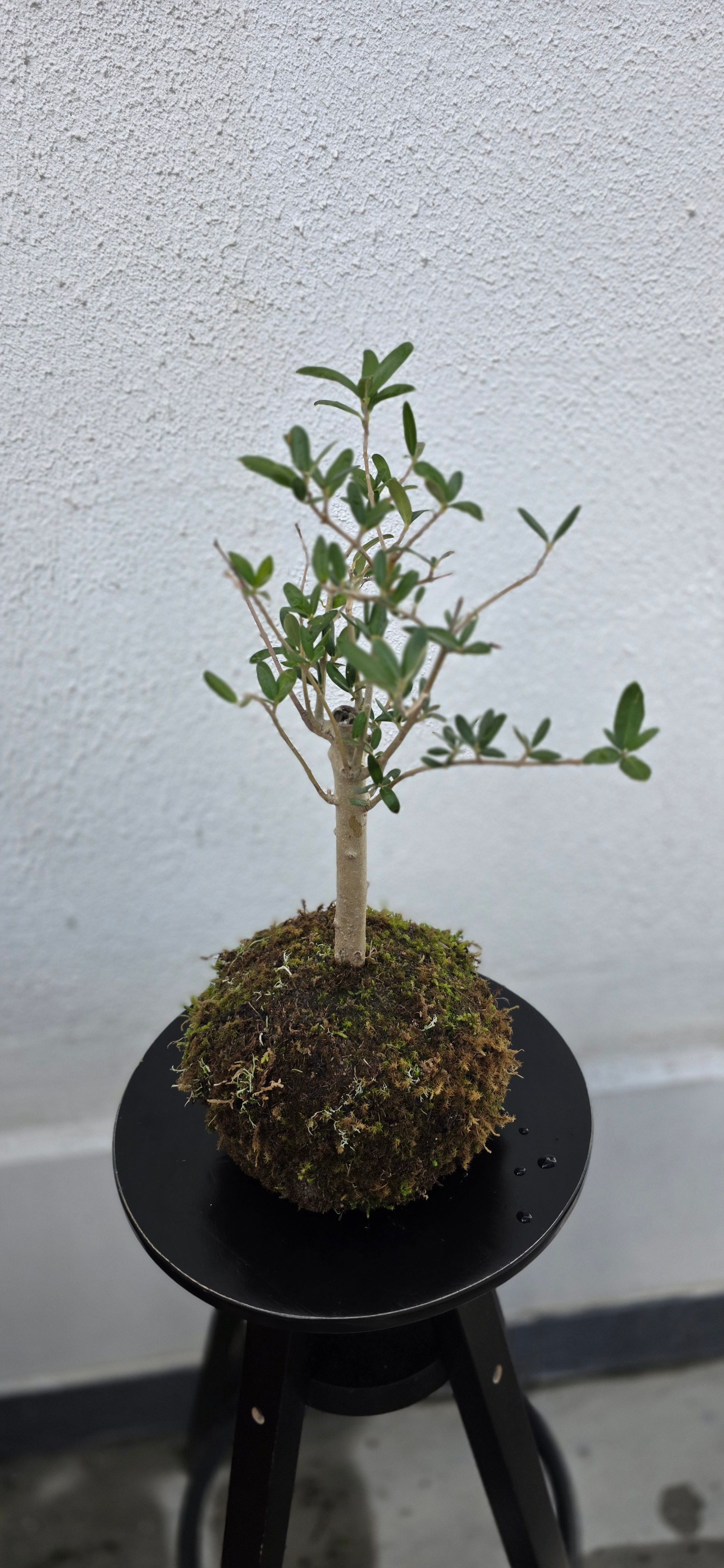 Kokedama Oliveira 