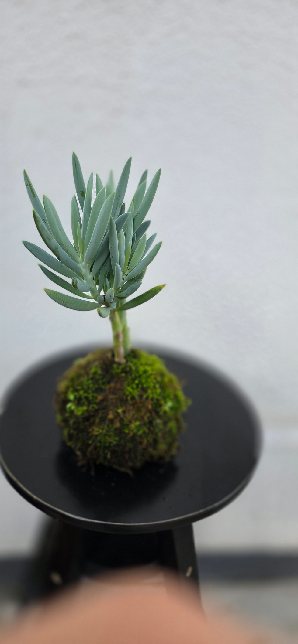 Miniatura: Senécio azul