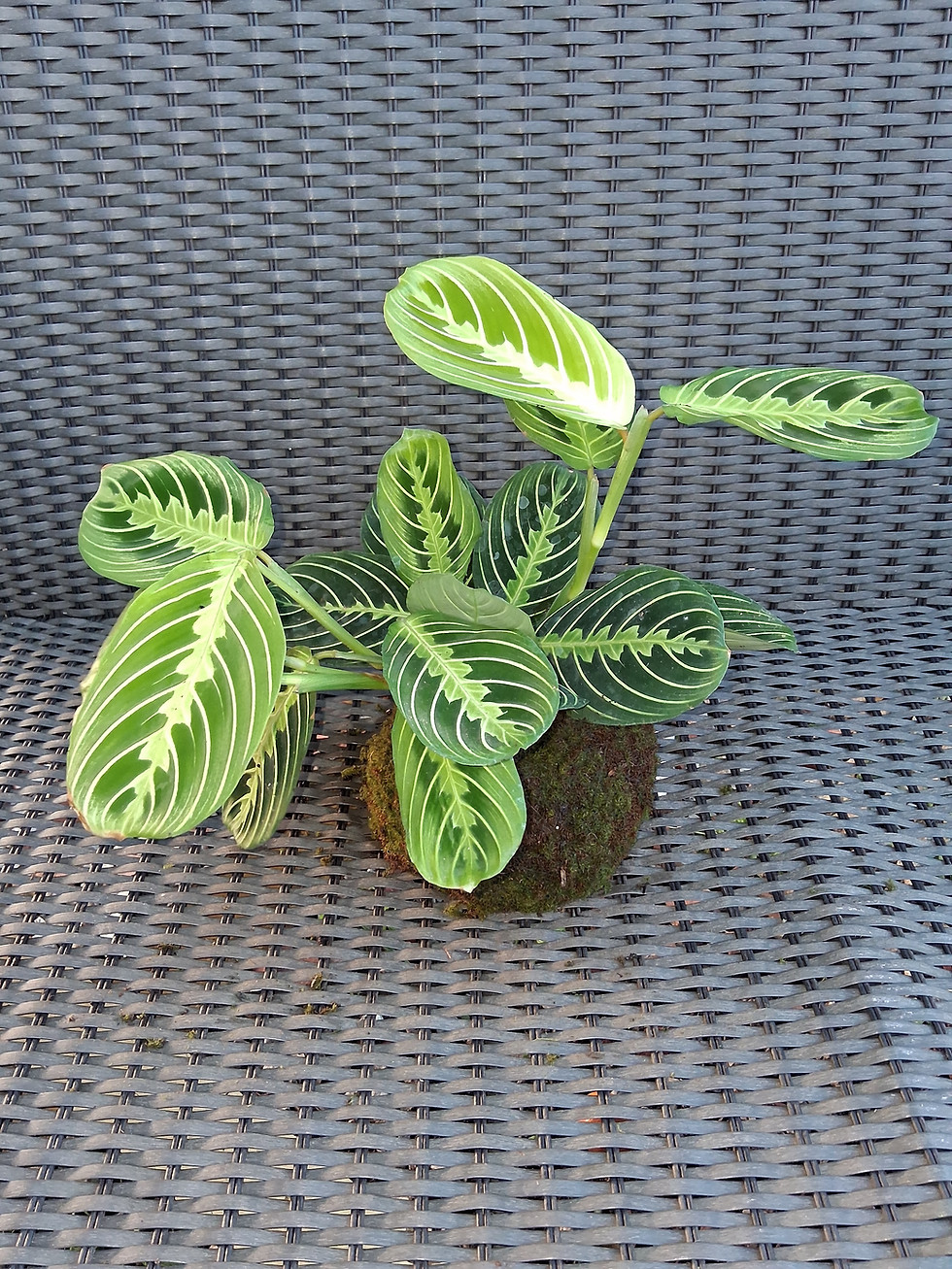 Miniatura: Kokedama Maranta-pena-de-pavão