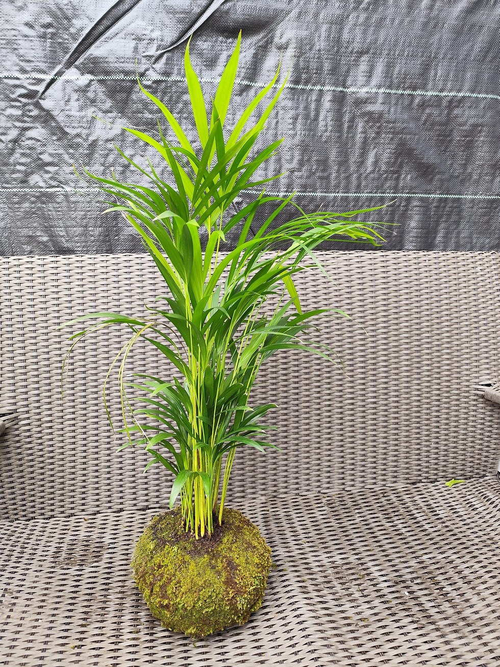 Miniatura: Kokedama Areca-bambu