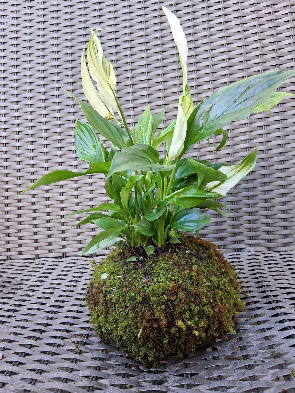 Miniatura: Lírio-da-paz