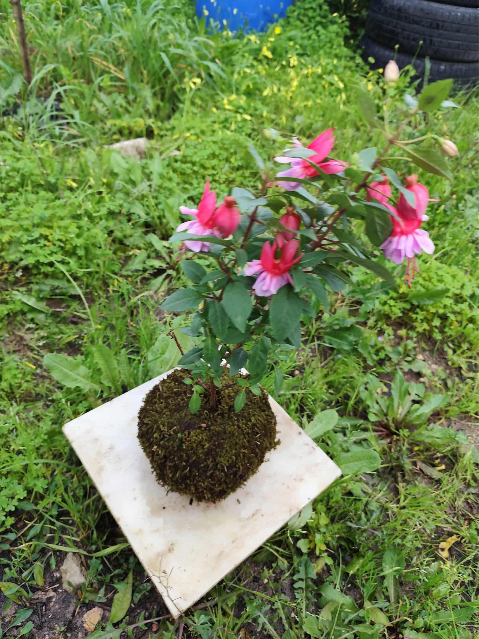 Brinco de princesa.