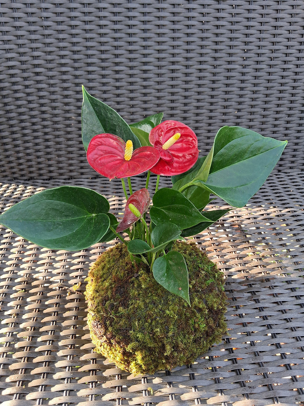 Miniatura: Kokedama Anthurium andraeanum