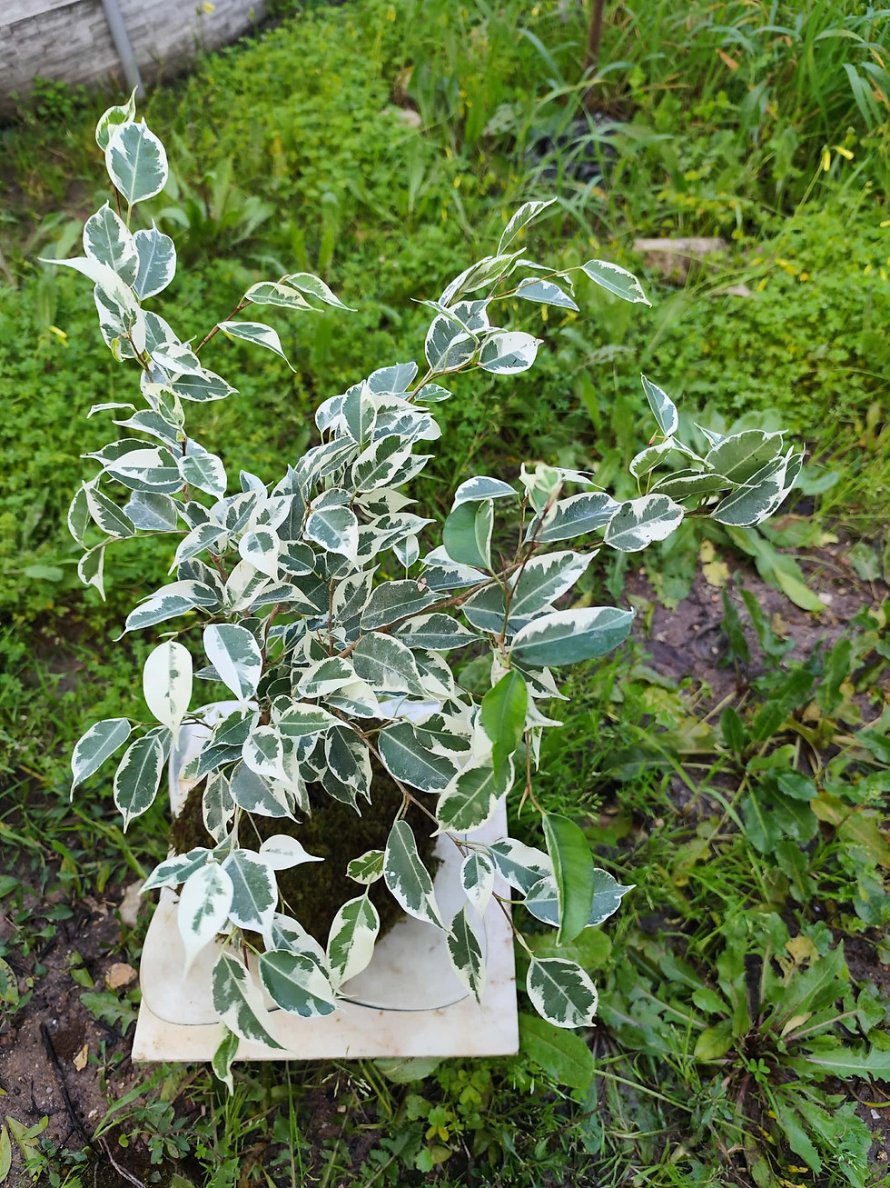Miniatura: Ficus (Também conhecida como:: Fico, Figueira, Fico-chorão, Figueira-benjamim,)