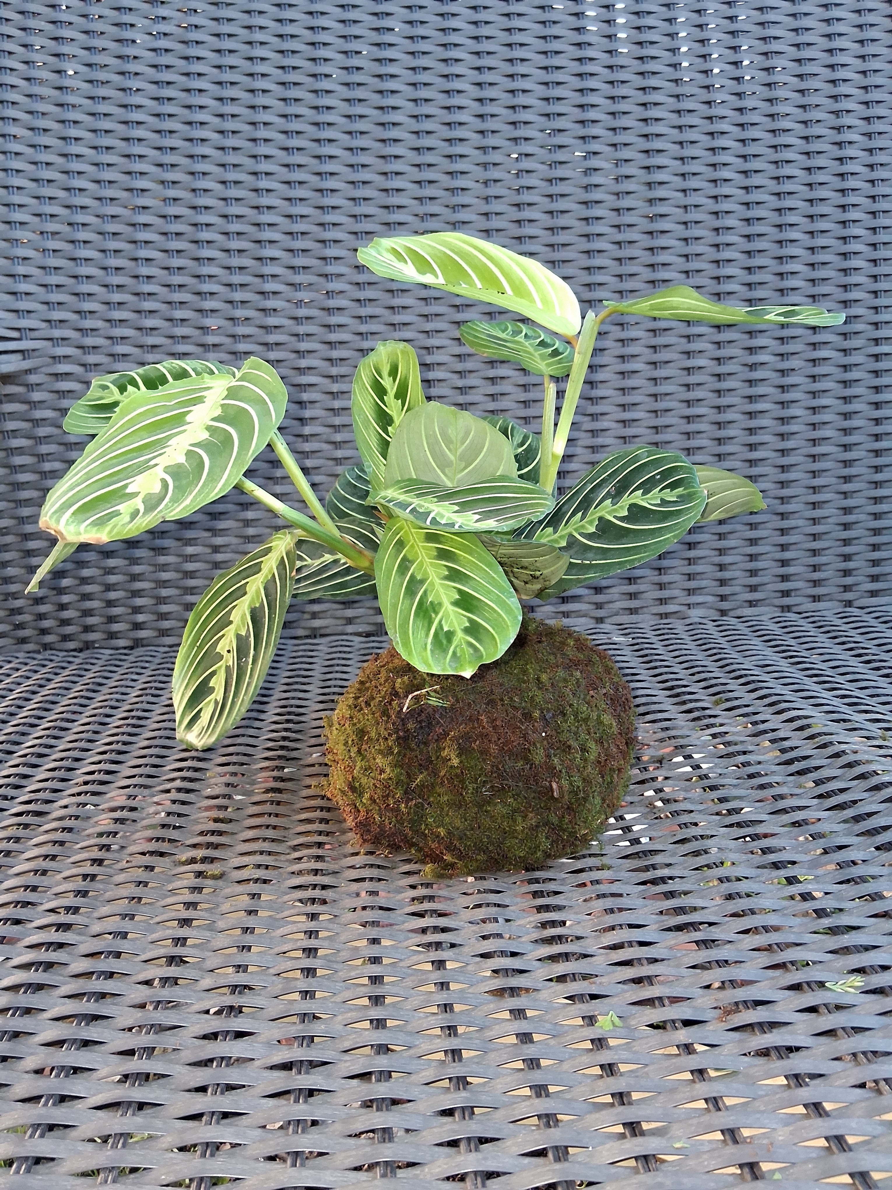 Kokedama Maranta-pena-de-pavão