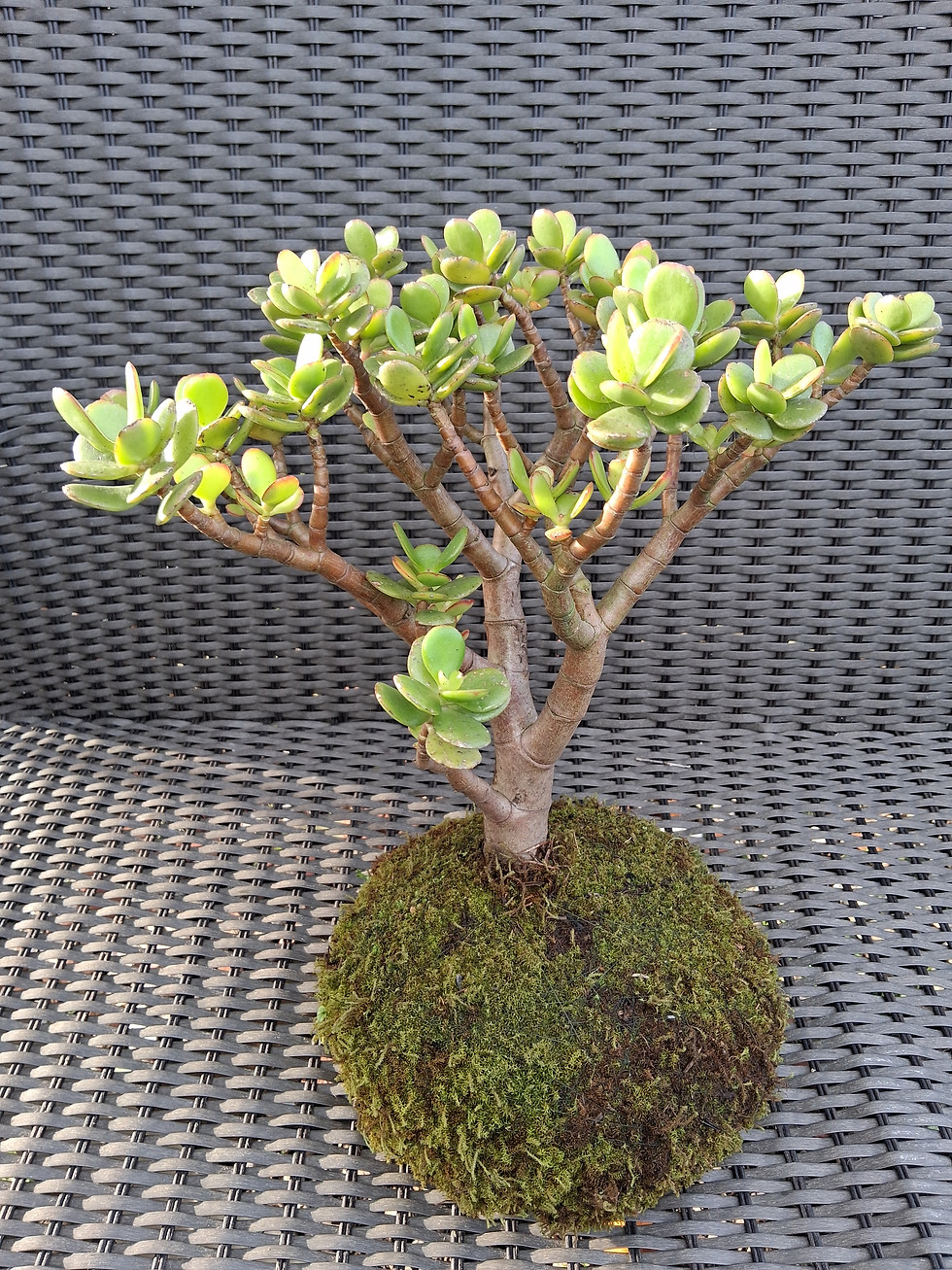 Miniatura: Kokedama JADE (Também conhecida como:: Planta-de-jade, Planta-da-sorte. 