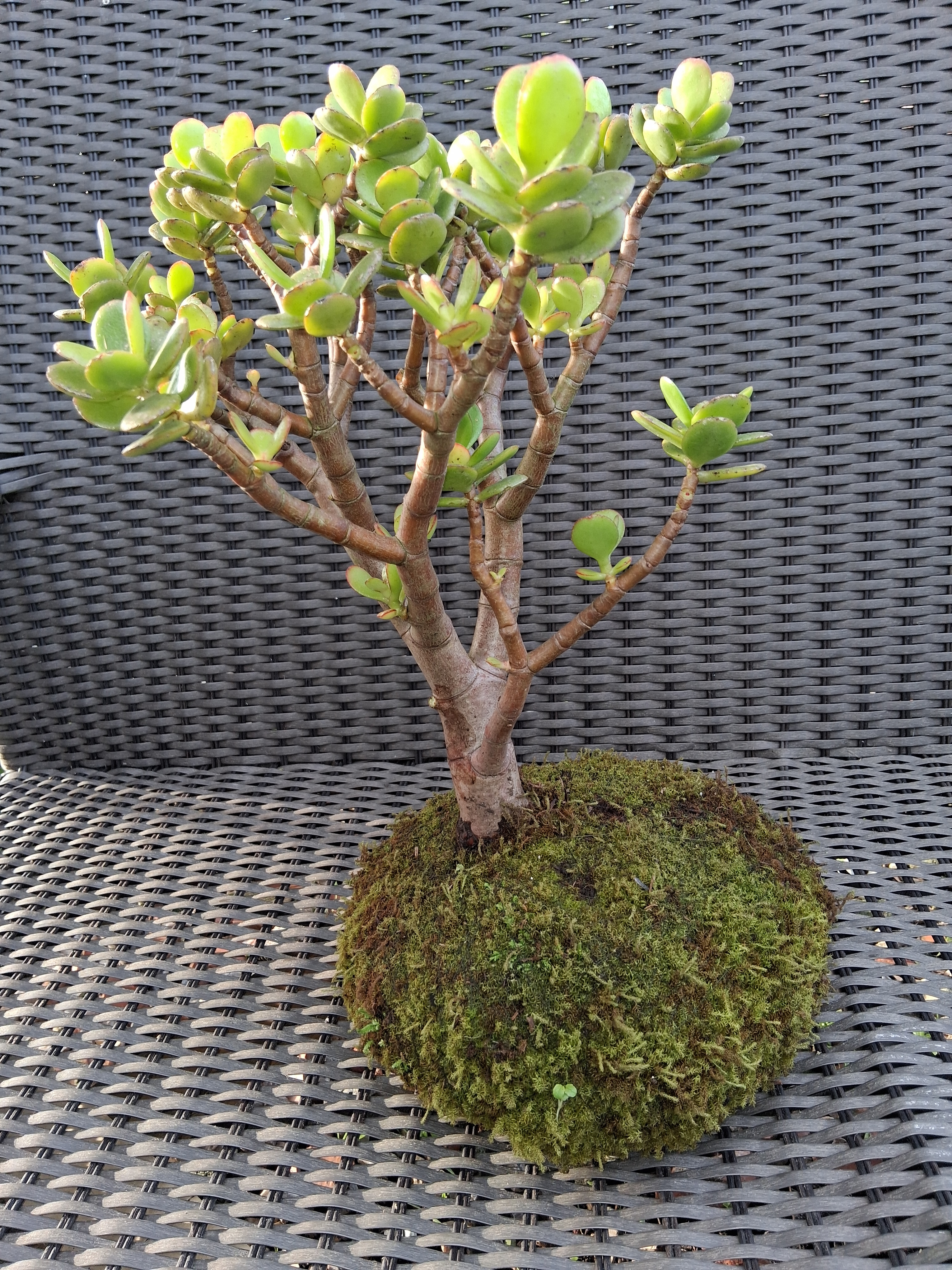 Kokedama JADE (Também conhecida como:: Planta-de-jade, Planta-da-sorte. 