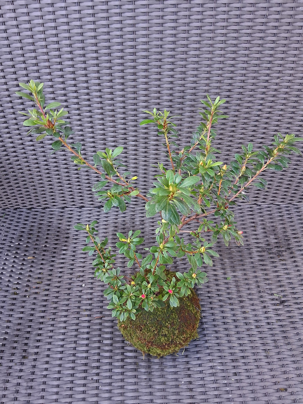 Miniatura: Redodendro - Azaléia 