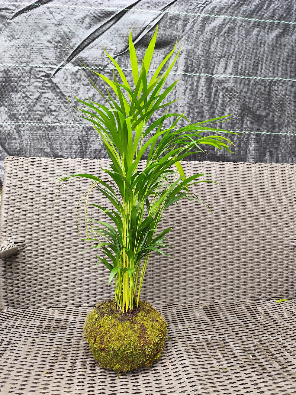 Miniatura: Kokedama Areca-bambu