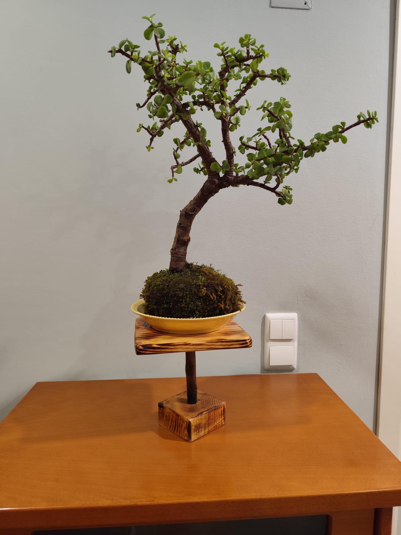 Suporte para Kokedama 