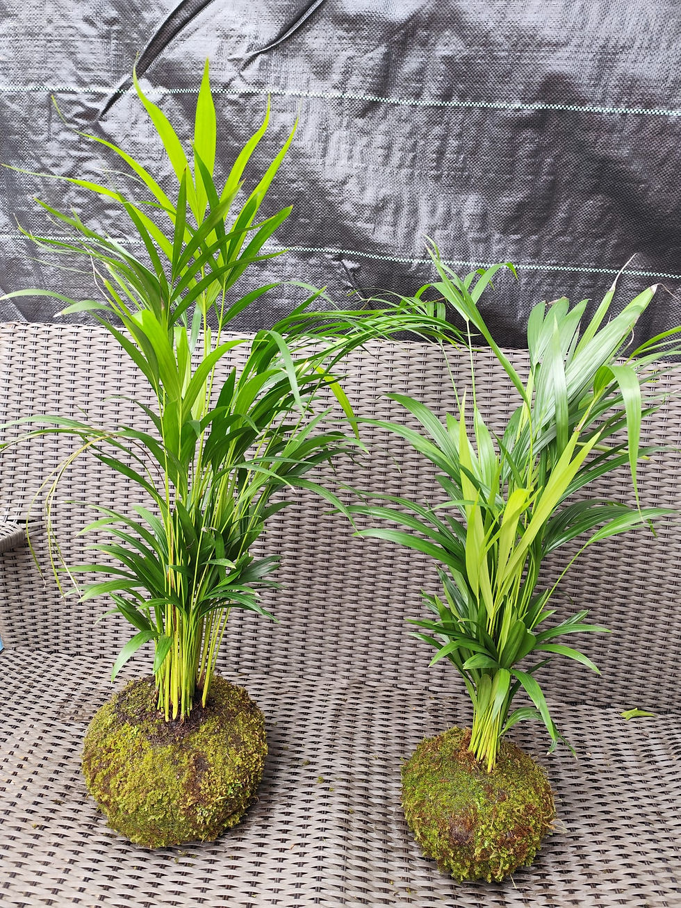 Miniatura: Kokedama Areca-bambu