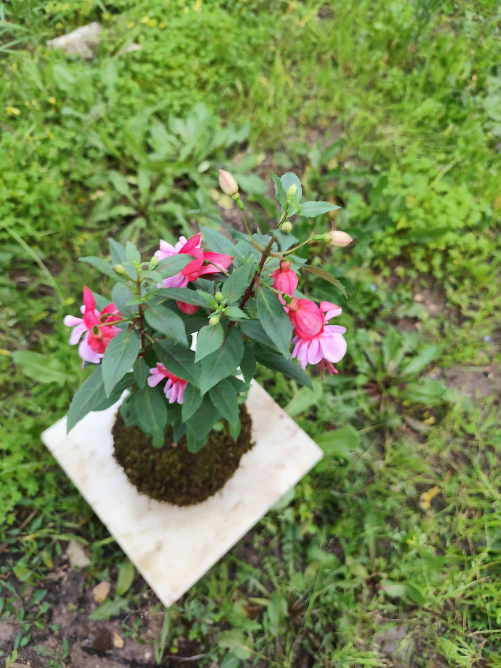 Miniatura: Brinco de princesa.