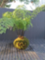 Miniatura: Kokedama Renda-portuguesa (também conhecida como: Samambaia-pé-de-coelho)