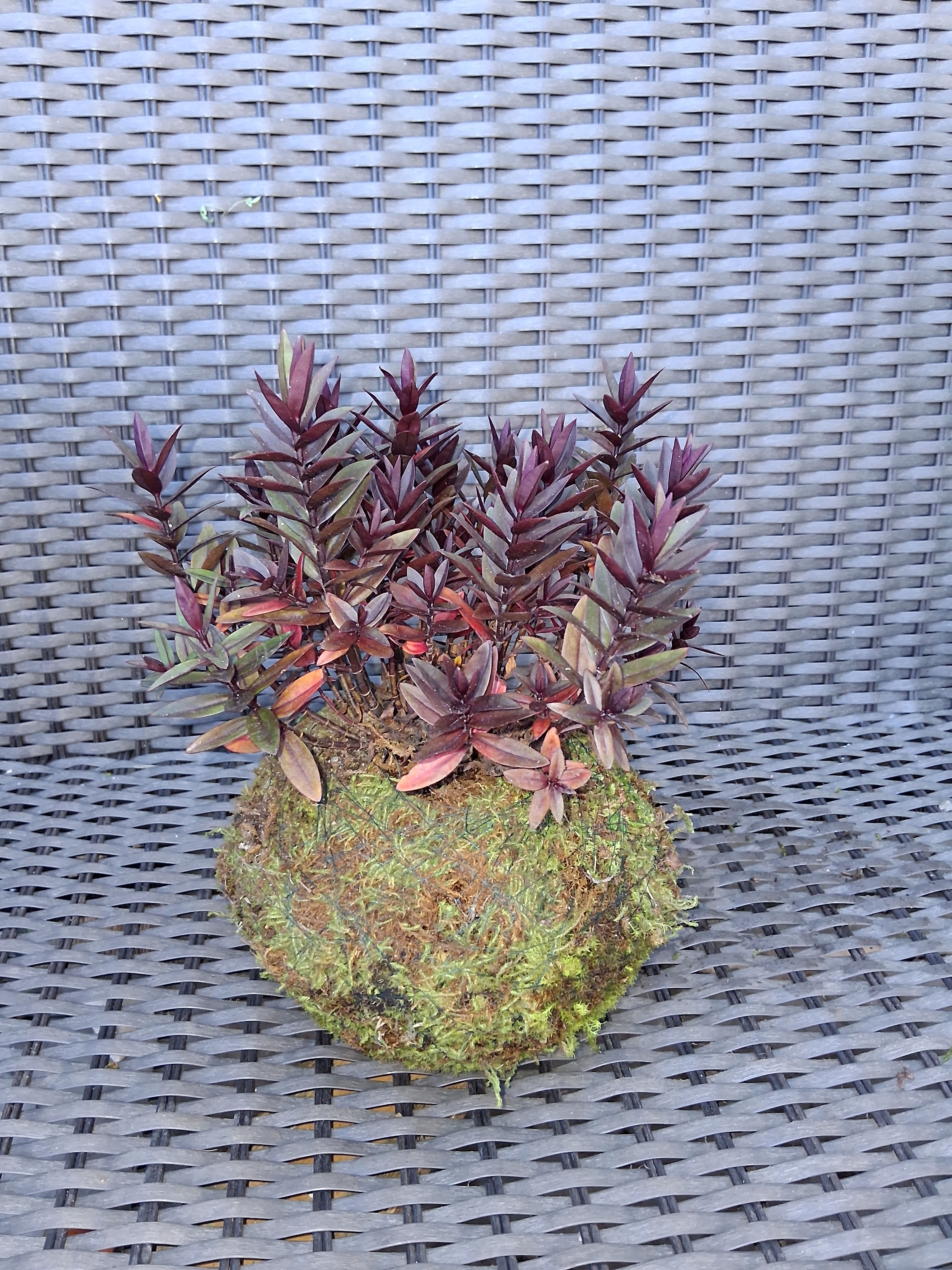 Kokedama Veronica "Heartbreaker"