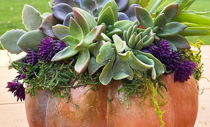 Purdy Succulent Pumpkins