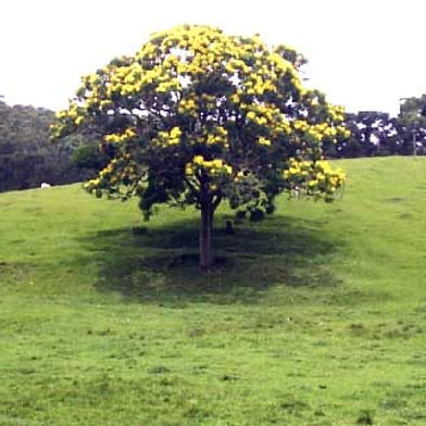 CANAFISTULA (Espécie Nativa)