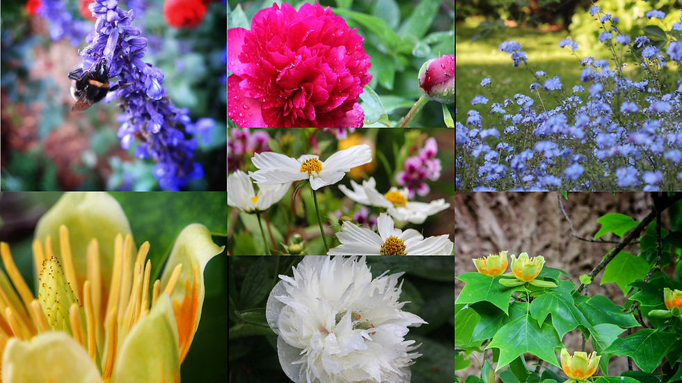 The Manor Blooms