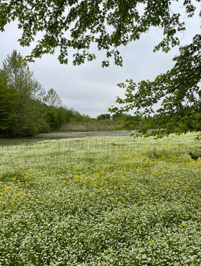 The swamp of my sin