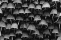 150_Coprinus disseminatus 1800_01_01_550