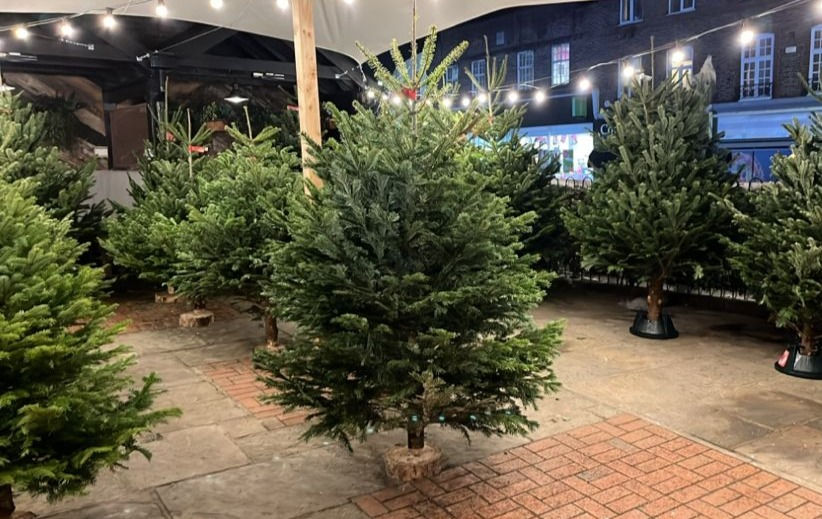 Thumbnail: 3-4 ft Christmas Nordmann Fir Tree