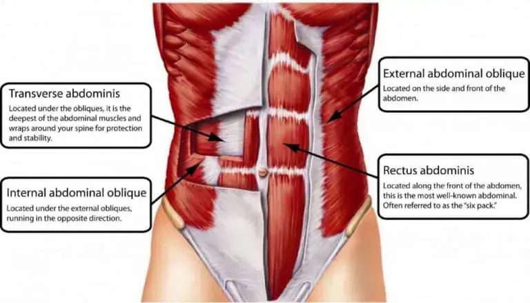 Illustration of the abdominal muscles