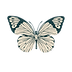 Copy of Maya Harmony Logo butterfly (22).png