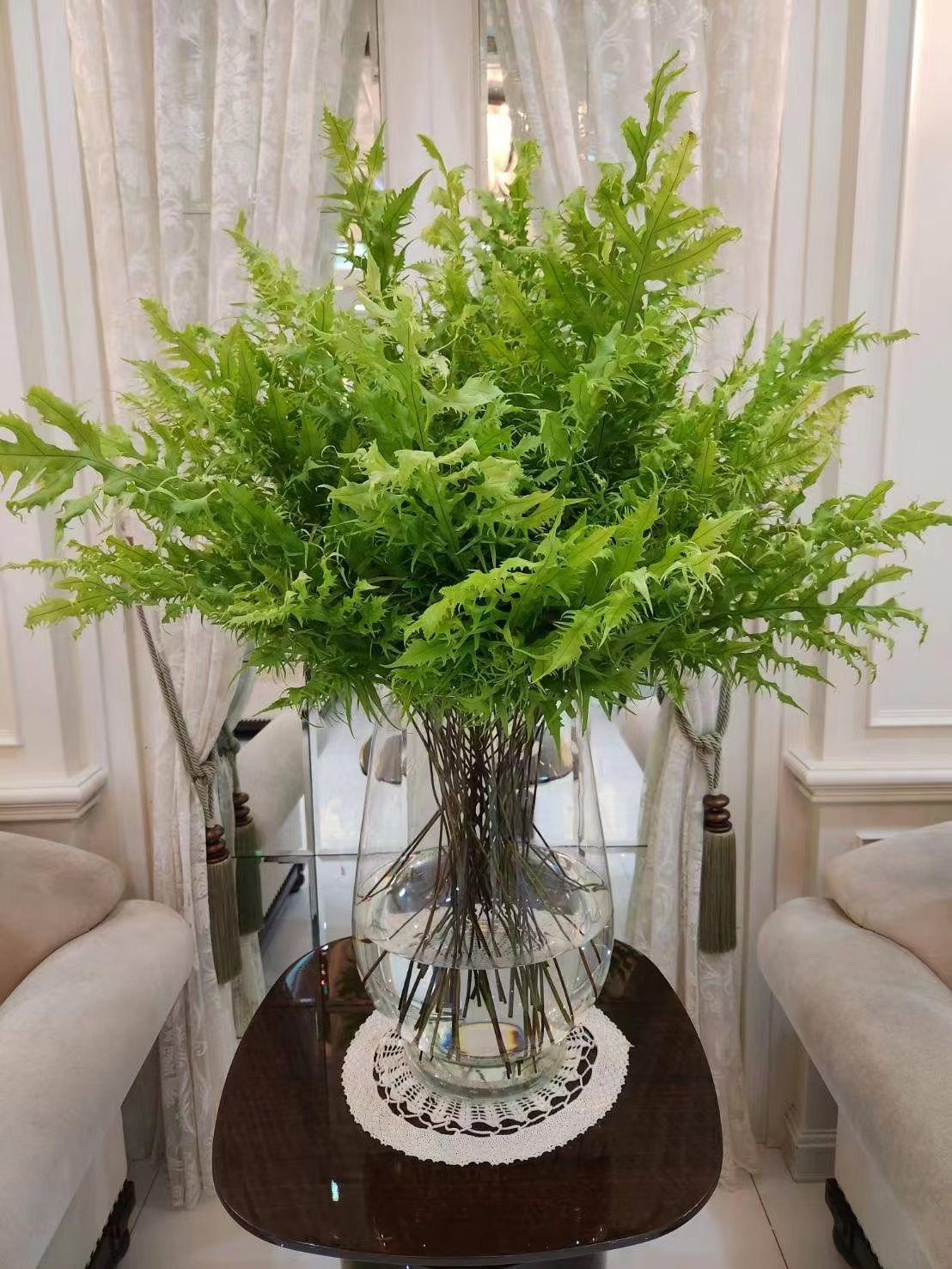 golden twist Fern