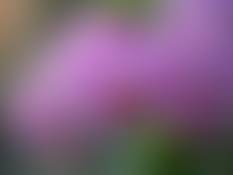 Discover the Beauty of Thai Orchids: Unveiling Thai Orchid Qualities