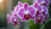 Discover the Beauty of Thai Orchids: Unveiling Thai Orchid Qualities