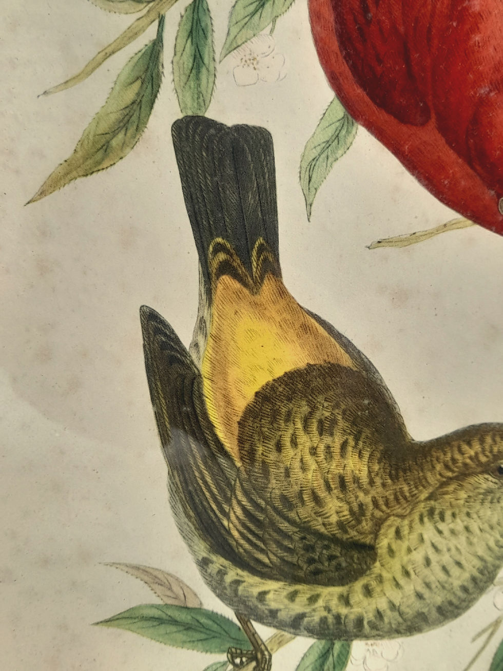 Miniature : Lithographie ornithologique Gould&Richter