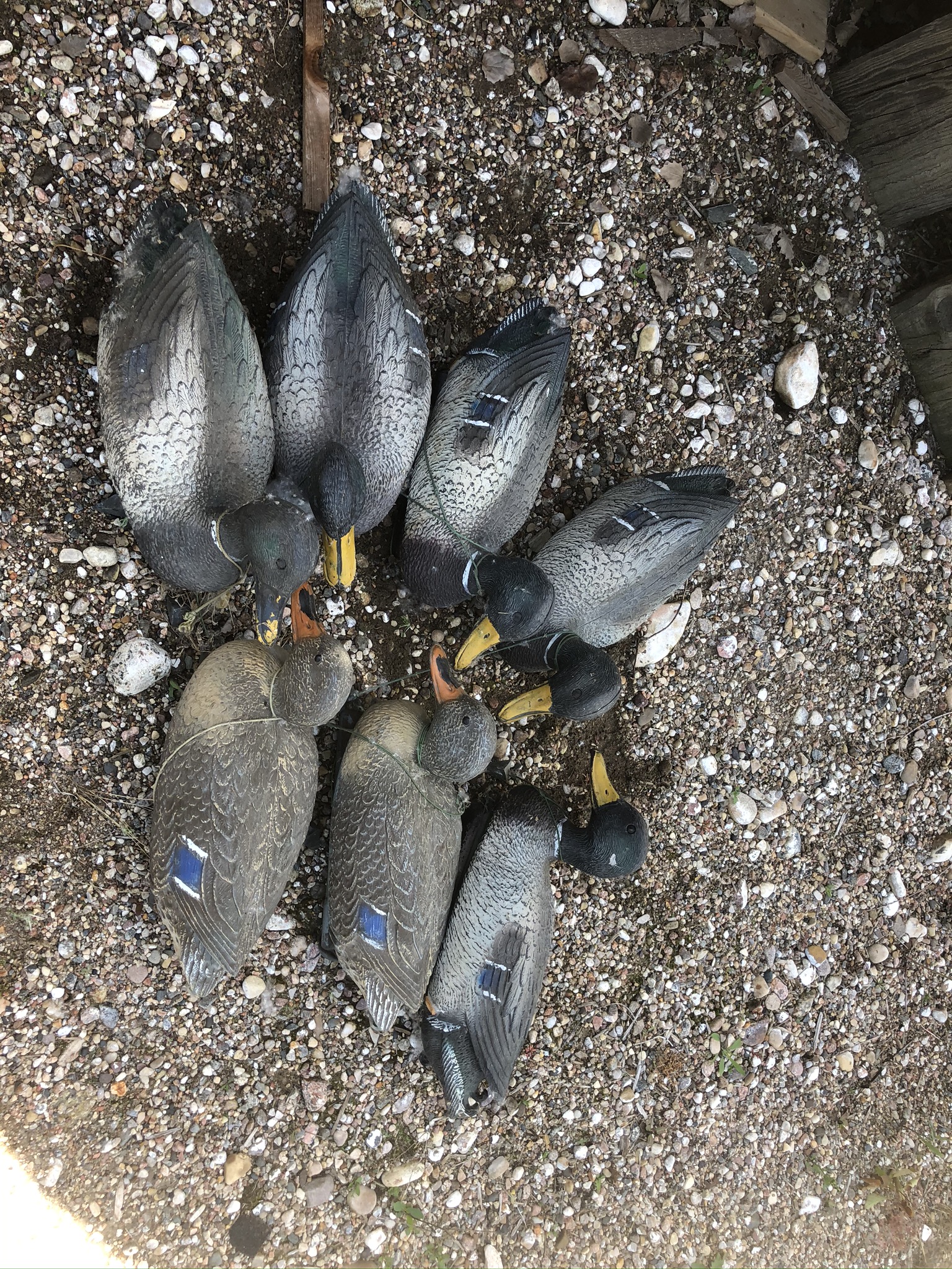 Duck Decoys