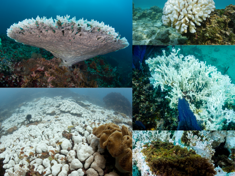 Coral Cry Out Loud