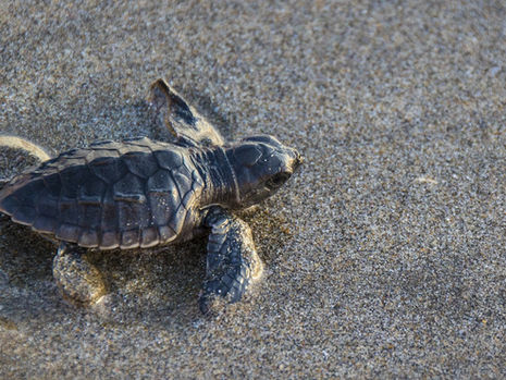 Survival's Odyssey: The Remarkable Struggle of Sea Turtle Hatchlings