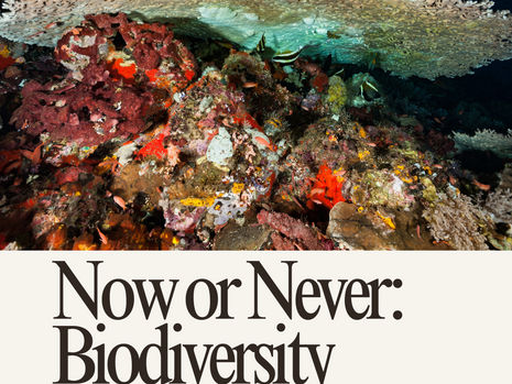 Now or Never: Biodiversity Recovery